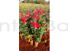 Hybrid Rose Plant