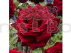 Hybrid Rose Plant