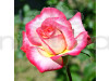 Hybrid Rose Red & White Shaded Flower Plant