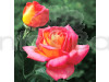 Hybrid Rose Yellow & Pink Shaded Flower Plant