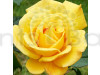 Hybrid Rose Yellow plant