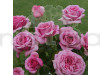 Hybrid T Duch Rose Plant
