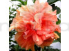 Hybrid Thoka Hybiscus Plant