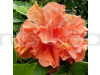 Hybrid Thoka Hybiscus Plant