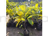 Jack Fruit Plant