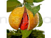 Jayaphal And Jatiphal -Spices – Plants