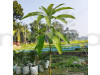 Catimon Mango (All Season Sweet Mango) Fruit Plant