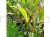 Vietnam Hybrid Coconut Tree Fruit Plant