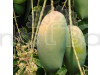 Keshari Mango Plant (Grafted)
