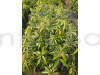 Langra Mango Plant (Grafted)