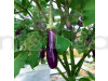 Brinjal Purple Long - Desi Vegetable Seeds
