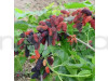 Mall Beriye Fruit Plant