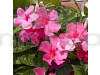 Mandevilla (Pink) Flower Plant