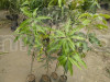 Mango Suvarnarekha(Grafted) – Fruit Plants