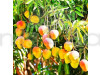 Mango Suvarnarekha(Grafted) – Fruit Plants