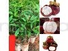 Mangosteen Fruit Plant