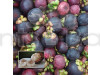 Mangosteen Fruit Plant