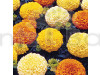 Marigold African Mixed Flowering Seeds