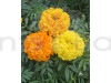 Marigold Mixed Yellow Flowering Seeds