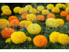 Marigold Mixed Flowering Seeds
