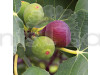 Mission Fig Fruit Plants