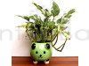 Moneyplant Enjoy Plant With Bear Face Ceramic Planter
