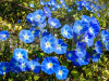 Morning Glory Flowering Seeds