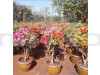 Bonsai Bougainville Plant (10 Colour Grafting) Plant