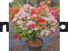 Multi Grafting Bougainville Plant