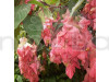 Mussaenda Pink Flowering Plant