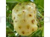 Noni Fruit Plant