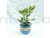 Succulent Jade Plant