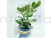 Succulent Jade Plant