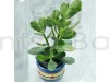 Succulent Jade Plant