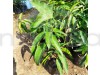 Palmer Mango Fruit Plant