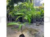 Palmer Mango Fruit Plant