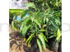 Palmer Mango Fruit Plant