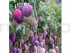 Purple mango Fruit Plant