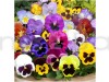 Pansy Mixed Flowering Seeds