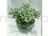 Clumpy Mistletoe Cactus Plants