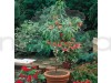 Peach Fruit Fruit Plant