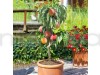 Peach Fruit Fruit Plant