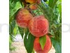 Peach Fruit Fruit Plant