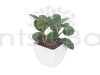 Peperomia Obtusifolia Plant