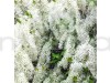 Petrea volubilis (Nilmoni lata) White color plant