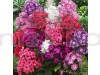 Phlox Mixed Flowering Seeds