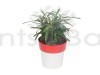 Podocarpus Microphyllus