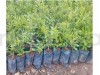 Pomegranate Fruit Plant