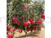 Pomegranate Fruit Plant
