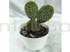 Bunny Ear Cactus